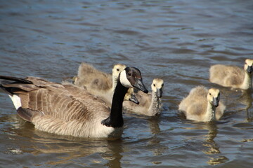 country goose family