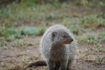Close up of a mongoose.
