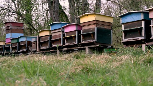 Bees in a beehive. Hives of bees in the apiary. Painted wooden beehives with active honey bees. Honey bees flying.