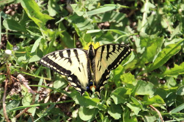 butterfly on a leaf