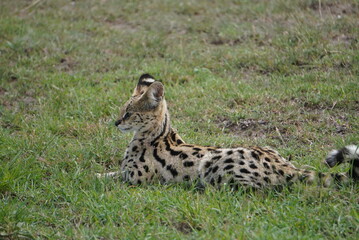 hairs that filter sound in a serval cat.