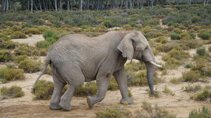 Naklejka na ściany i meble ein Elefant läuft durch das südafrikanische Buschland