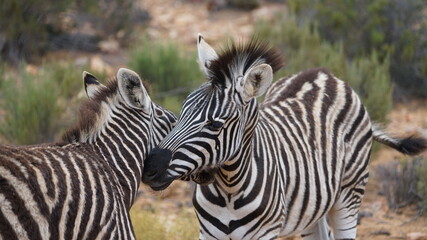 zwei Zebras schnuppern aneinander 