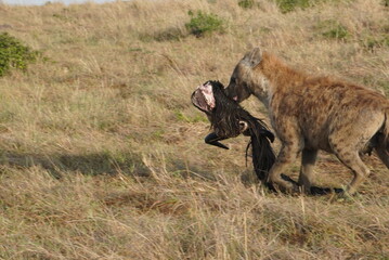 Hyena walks away carrying the head of a wildebeest.