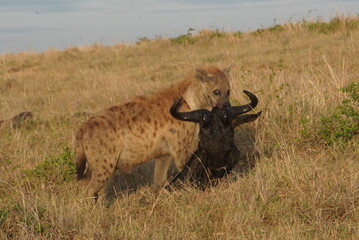 hyena walks away with the head of a wildebeest.