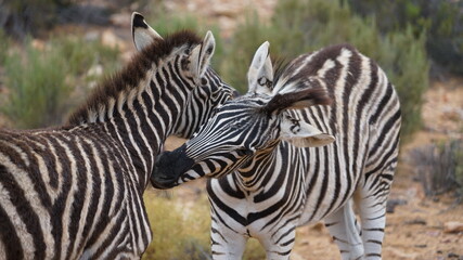 Fototapeta na wymiar Grossaufnahme zweier Zebras, die ihre Köpfe aneinander reiben
