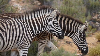 Fototapeta na wymiar A close-up two zebras walking in the savannah next to eachother 