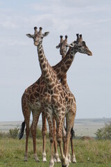 Three reticulated giraffes