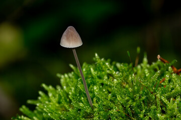 close-up off a mushroom in the grass