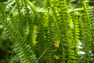 Green plant background