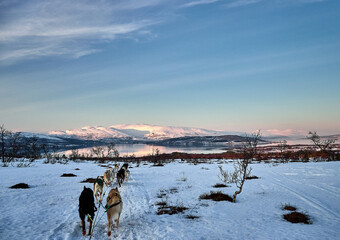 Norway - Tromso - Husky Dog Sledding © SRSImages