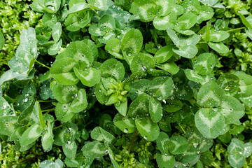 clover with raindrops texture