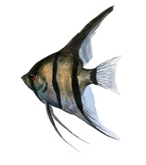 Watercolor drawing of scalare angelfish on isolated background