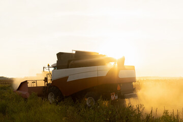 Fototapeta premium Combine harvester harvesting ripe sunflower at sunset