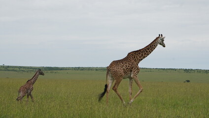  A giraffe and a baby in the grassy plains of masai mara