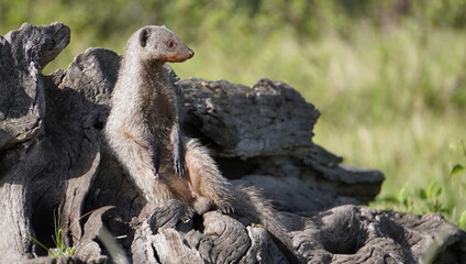  A mongoose standing in attention - obrazy, fototapety, plakaty