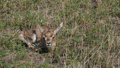 A new born thompson gazelle hiding in the grass