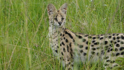  Close up of a serval cat