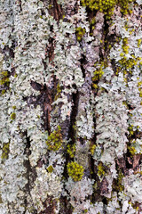 Baumrinde mit Flechte