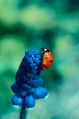 Little lady bug or lady bird insect on flower of blue colored muscari on bokeh blurred backdrop.Vertical format