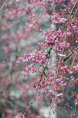 ヤエベニシダレという品種の桜
