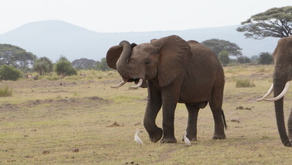 Fototapeta na wymiar Elephant scratching his ear with his trunk.
