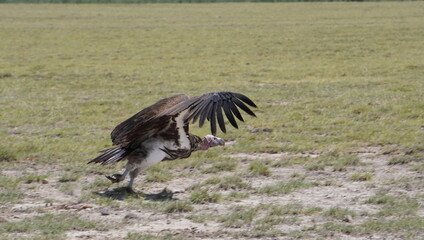 lappet faced vulture ready to take off.