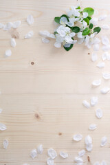 Obraz na płótnie Canvas Photo of cherry sakura flowers in the corner and petals around on wooden backdrop with copy space. Vertical format.