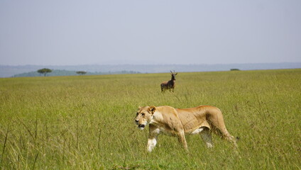 Naklejka na ściany i meble lion walks through grass as a topi watches at a distance.