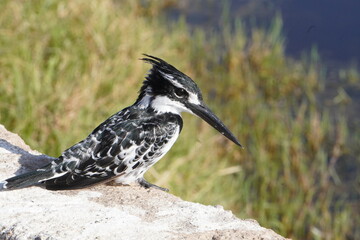  Pied kingfisher ready to hunt.