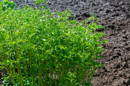 Lots of little peony flower plants sterms and bushes in early spring. Beginning of growth and blossoming, bright sunlight
