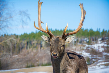 On a bright sunny day in winter, a beautiful deer stands in the field. Close-up.