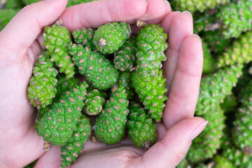 Naklejka na ściany i meble Many green young fir spruce cones in woman hands.Close up.Alternative medicine remedy. Making jam of freshly gathered pinecones