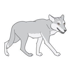 Gray wolf. Gray wolf. A predatory beast. Wild forest animal.