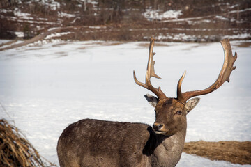 On a bright sunny day in winter, a beautiful deer stands in the field. Close-up.
