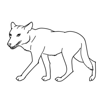 Gray wolf. Gray wolf. A predatory beast. Wild forest animal.