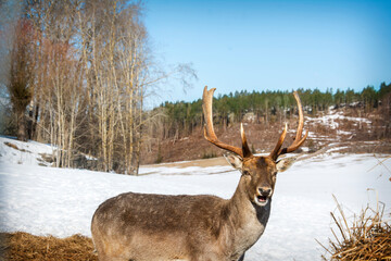On a bright sunny day in winter, a surprised beautiful deer with an open mouth stands in a field. Close-up.