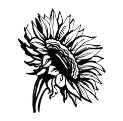 Sunflower. Black and white illustration. Vector clipart