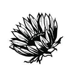 Obraz premium Sunflower. Black and white illustration. Vector clipart
