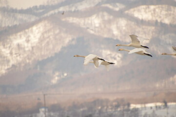 seagull in flight