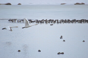 seagulls on the beach