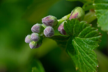 Little burgeon flowers of currant bush. Spring season time, blossoming berry bushes