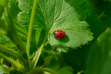 Small lady bug insect on sunlit green leaf in summer garden. Fighting against aphids.