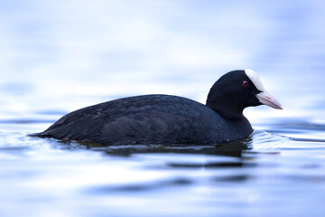 Common coot fulica atra bird swimming on lake in natural habitat