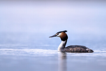 Great crested grebe bird podiceps cristatus swimming on lake natural habitat