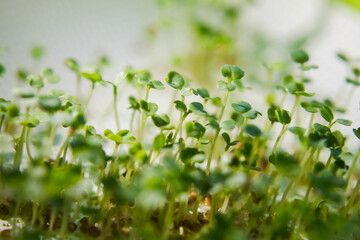 Fototapeta premium Micro-green in a futuristic light, home