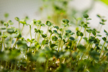 Micro-green in a futuristic light, home