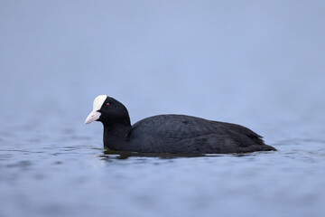 Common coot fulica atra bird swimming on lake in natural habitat