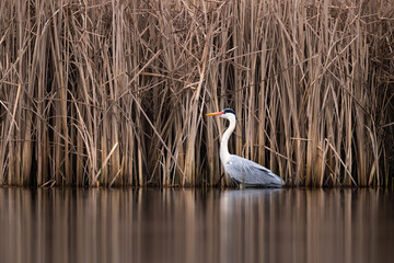 Blue heron ardea cinerea bird standing on lake great grey heron in natural habitat - obrazy, fototapety, plakaty