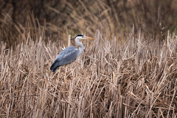Great blue heron flying Ardea cinerea perched standing on reed